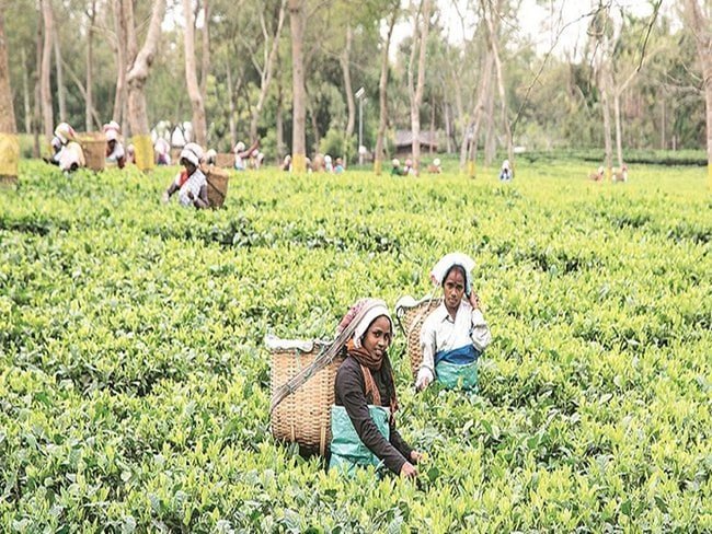 Mukhyamantri Chaa Srami Kalyan Prakalpa for Tripura Tea Workers